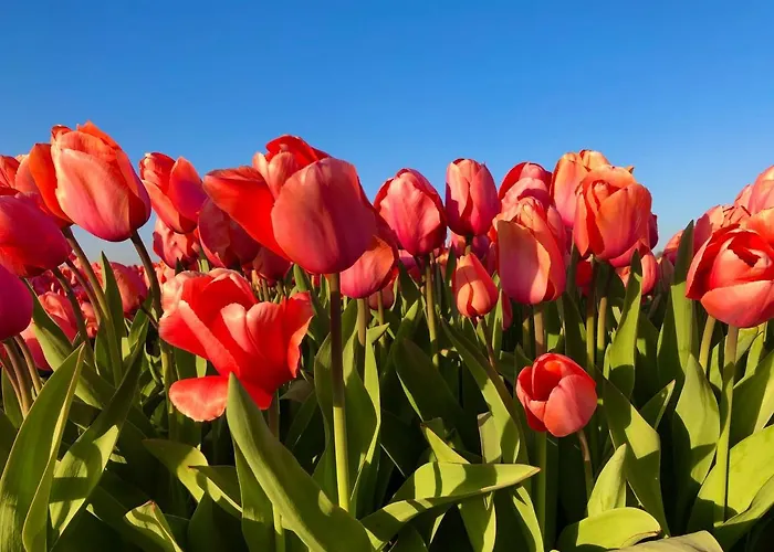 Stern Casa de Férias *